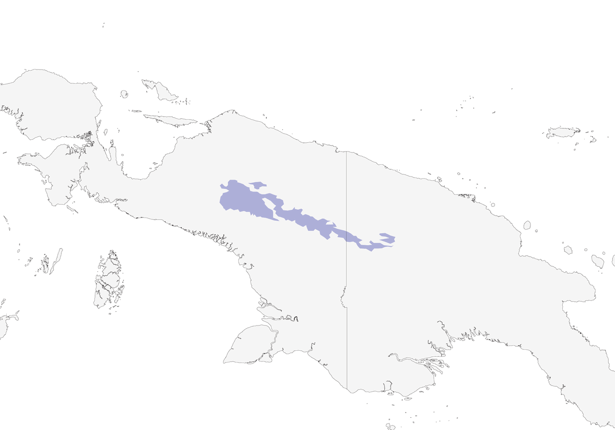 Capuchino Montano, Distribución 1