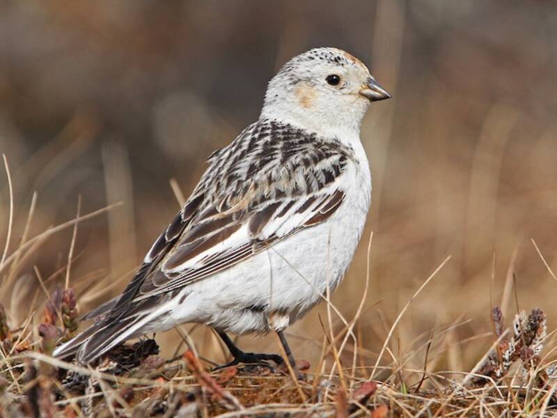 Snow Bunting, 照片 3