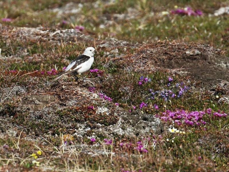 Snow Bunting, 照片 4
