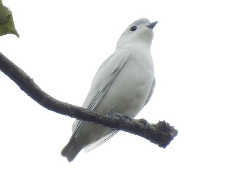 Cotinga nival, Fotos 4