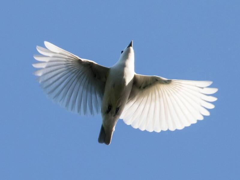 Cotinga nivea