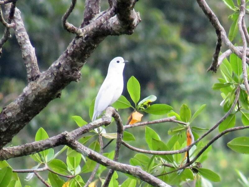 Cotinga nival, Fotos 3