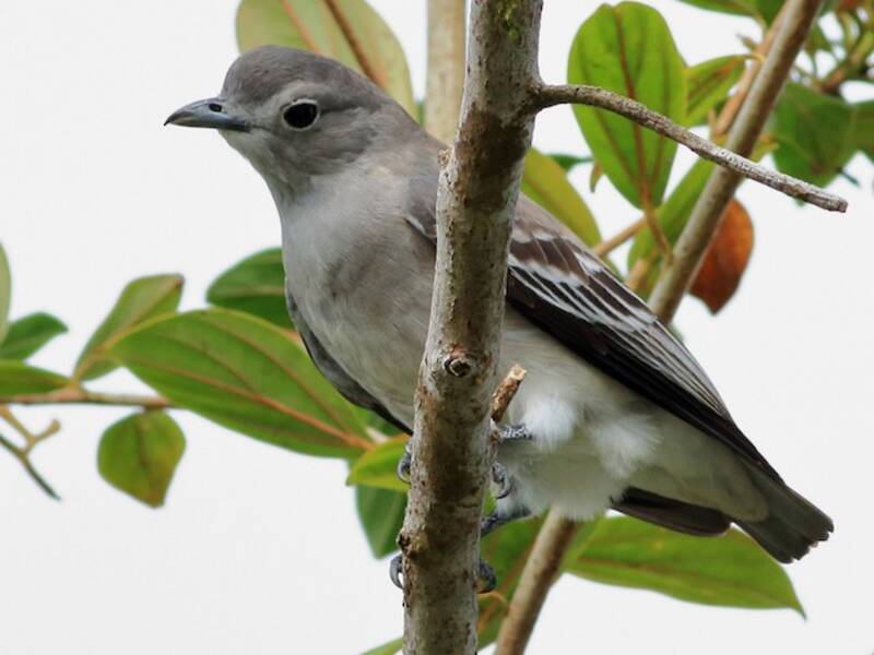 Cotinga nival, Fotos 2