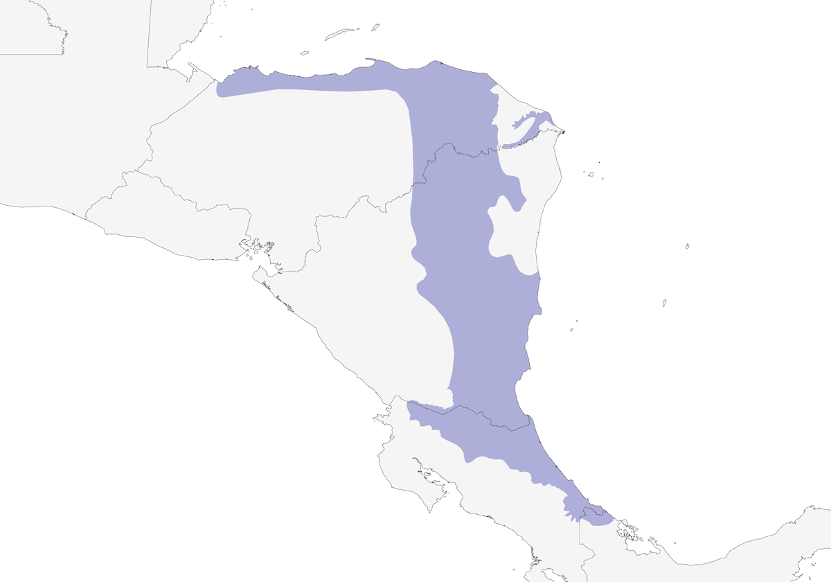 Cotinga nival, Distribución 1