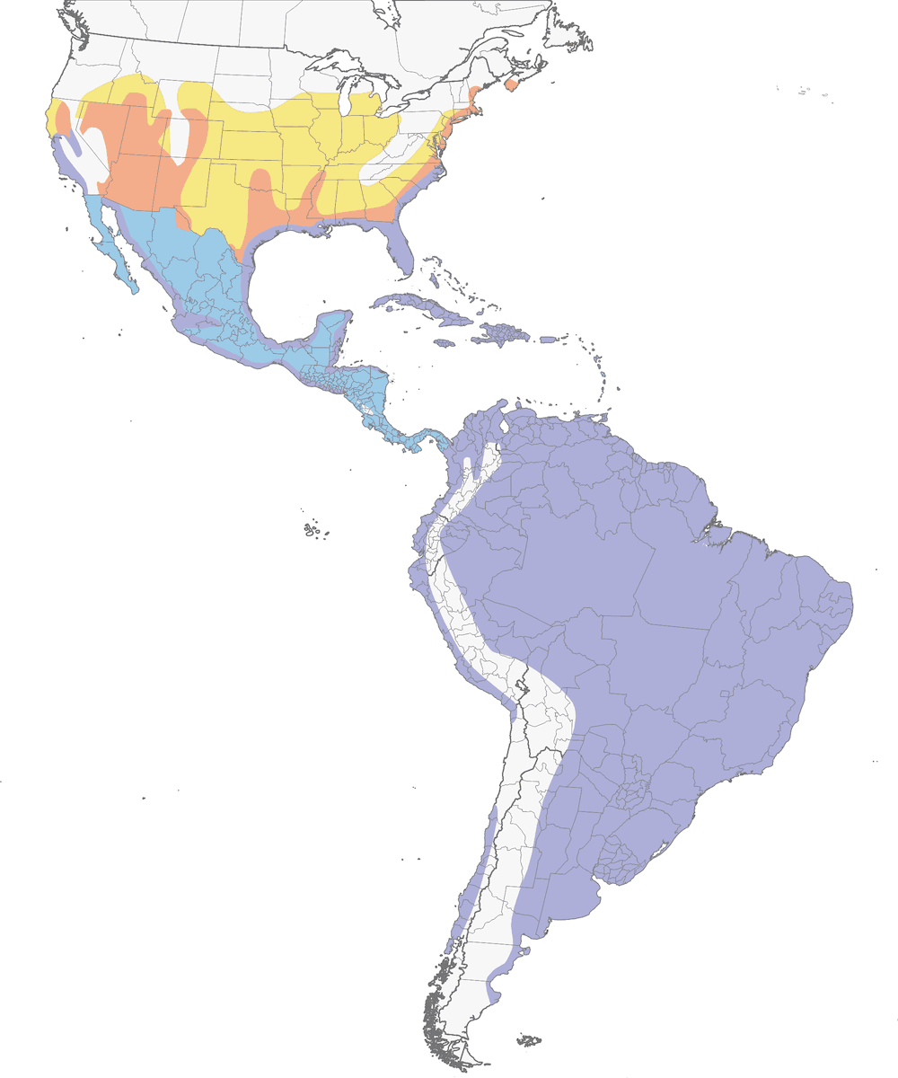 Garceta Nívea, Distribución 1
