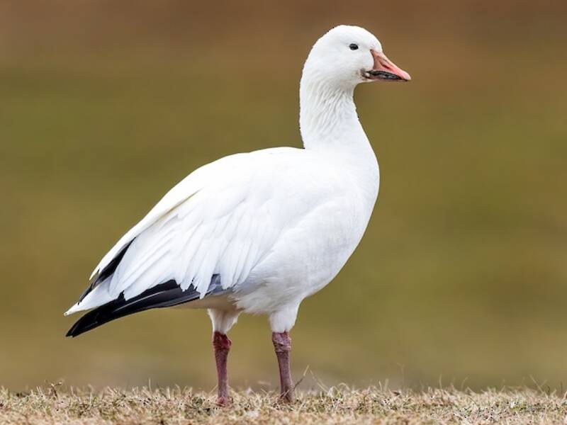 Snow Goose, Photos 3