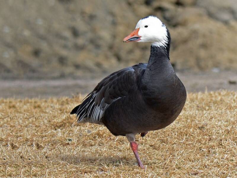 Snow Goose, Photos 4
