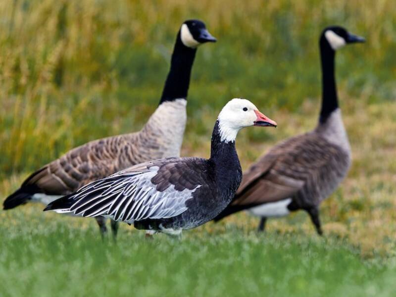 Snow Goose (Anser caerulescens)