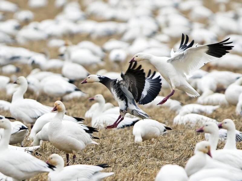 Snow Goose, Photos 2