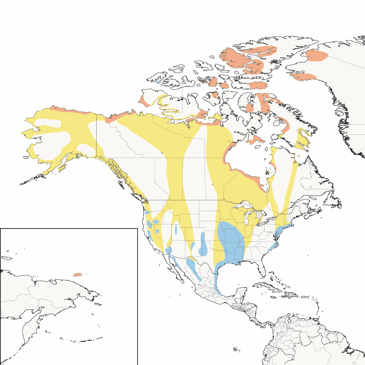 Snow Goose, Distribution 1