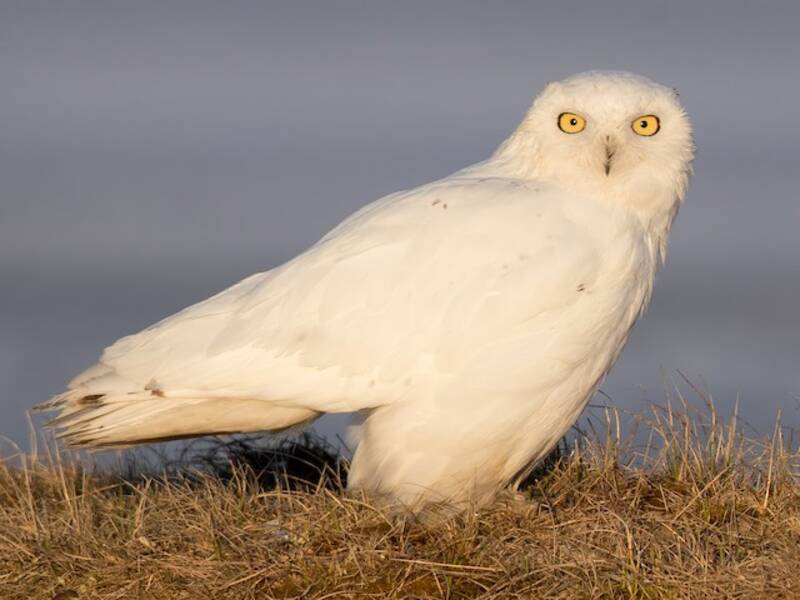 Snowy Owl, Photos 3