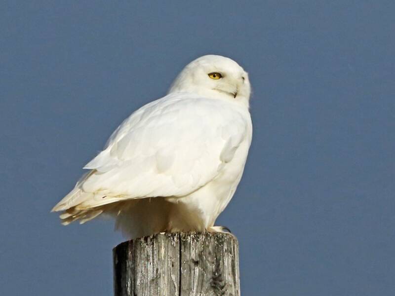 Snowy Owl (Bubo scandiacus)