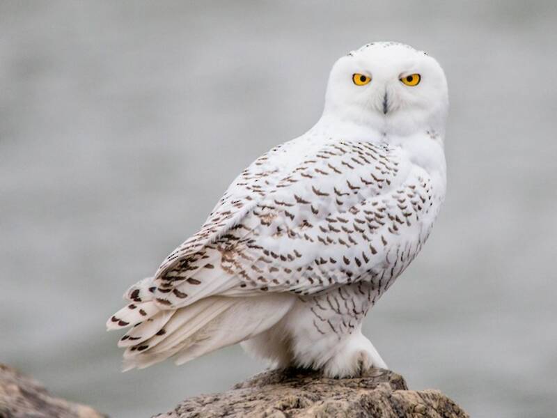 Snowy Owl, Photos 4