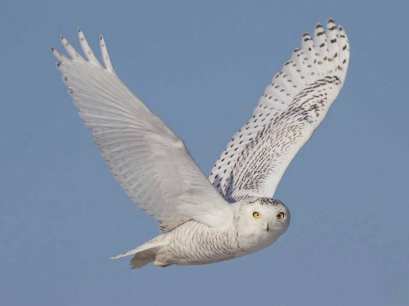 Snowy Owl, Photos 2