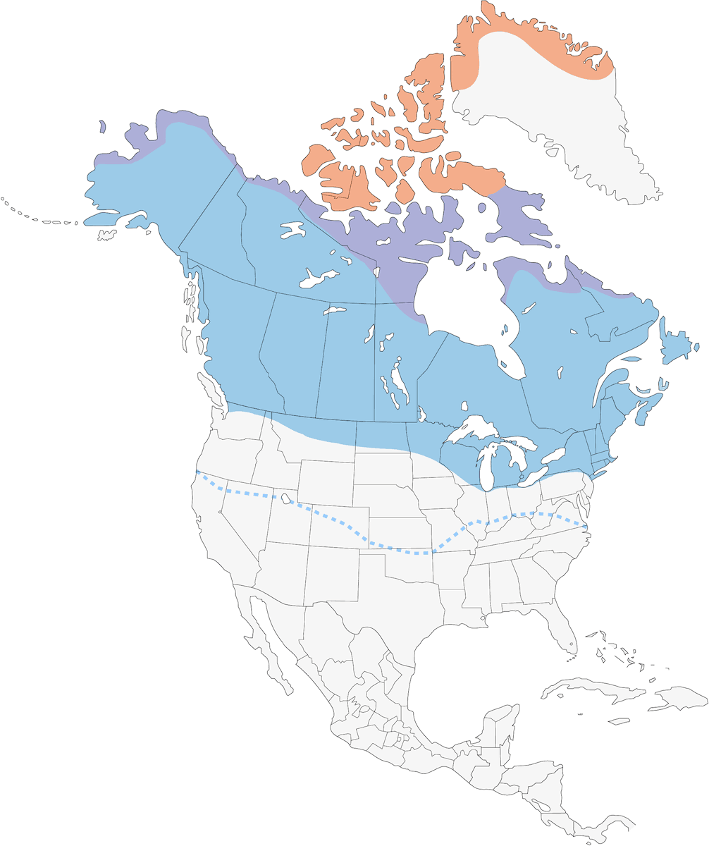Snowy Owl, Distribution 1