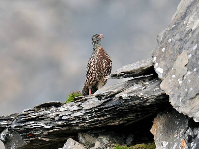 Snow Partridge