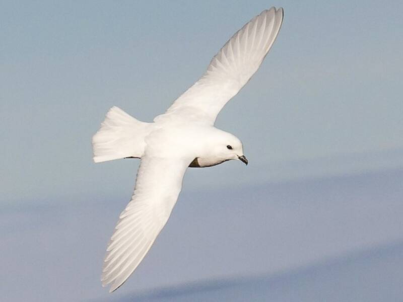 Schneesturmvogel, Fotos 4