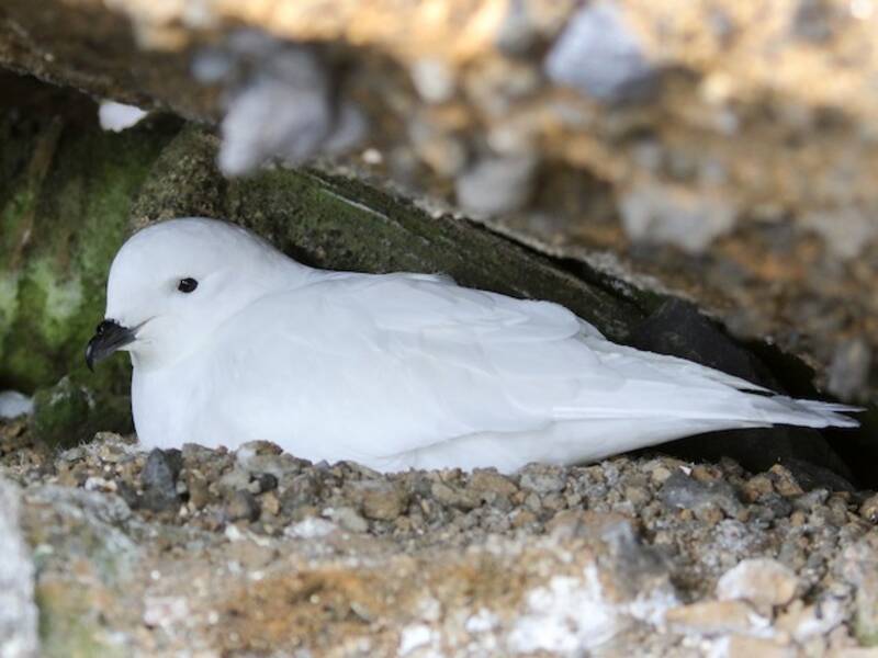 Schneesturmvogel, Fotos 2