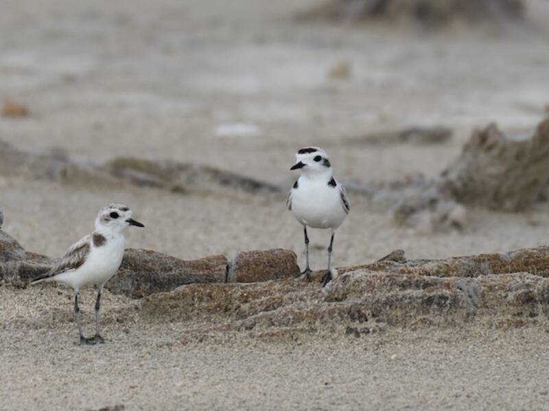 Snowy Plover (Anarhynchus nivosus)