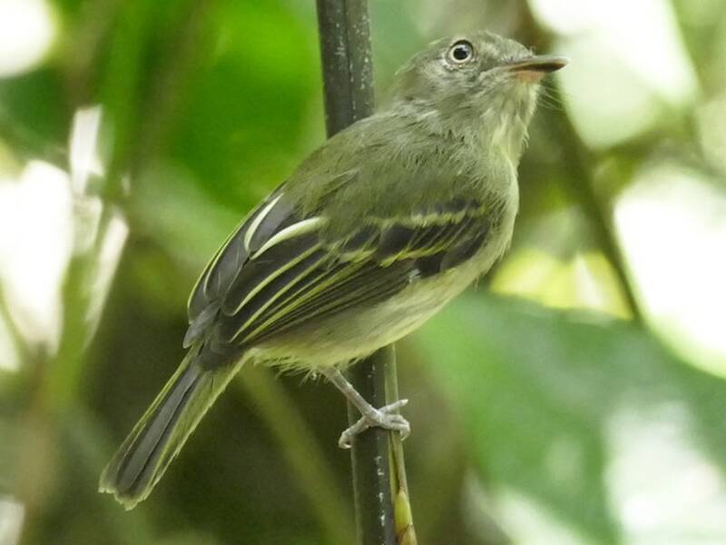 Snethlage's Tody-Tyrant, Photos 3