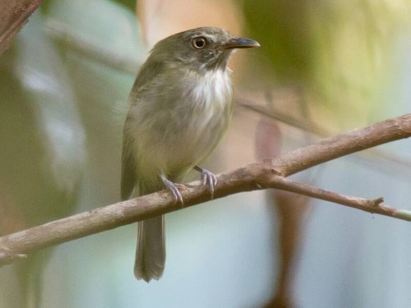 Snethlage's Tody-Tyrant, Photos 2