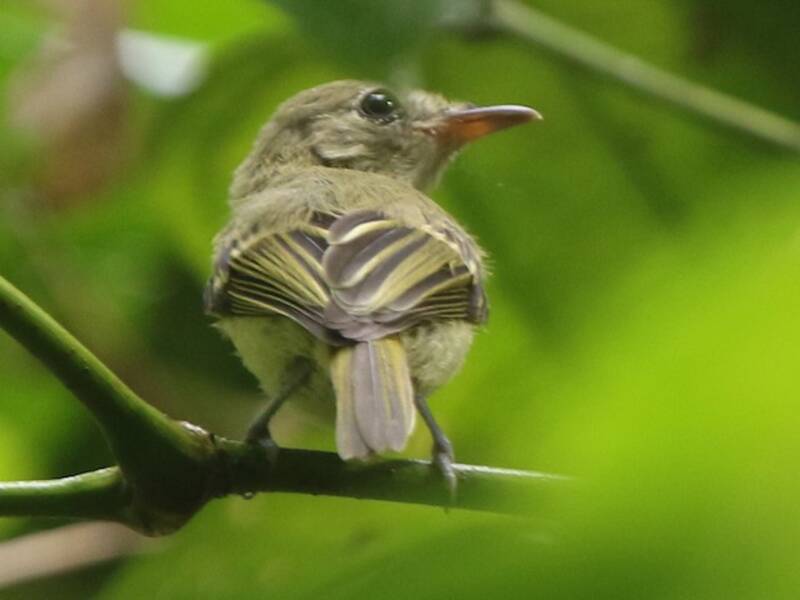 Snethlage's Tody-Tyrant, Photos 1