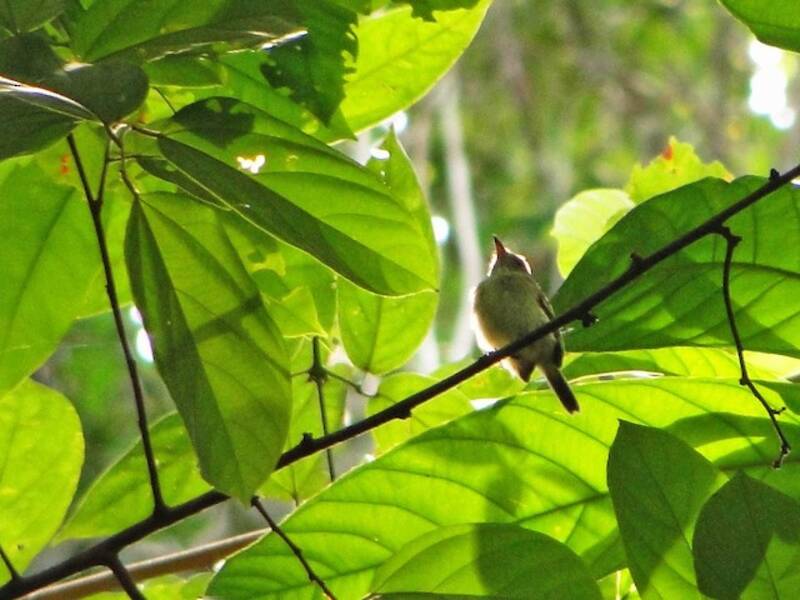 Snethlage's Tody-Tyrant, Photos 4