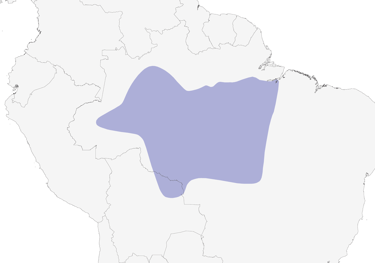 Snethlage's Tody-Tyrant, Distribution 1