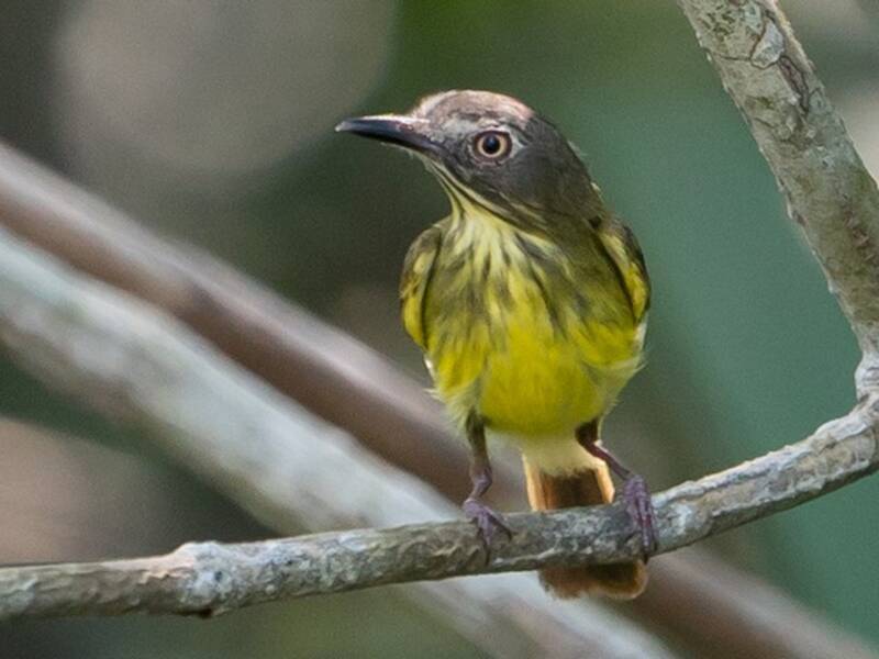 Tirannoide dal collo striato, Foto 4