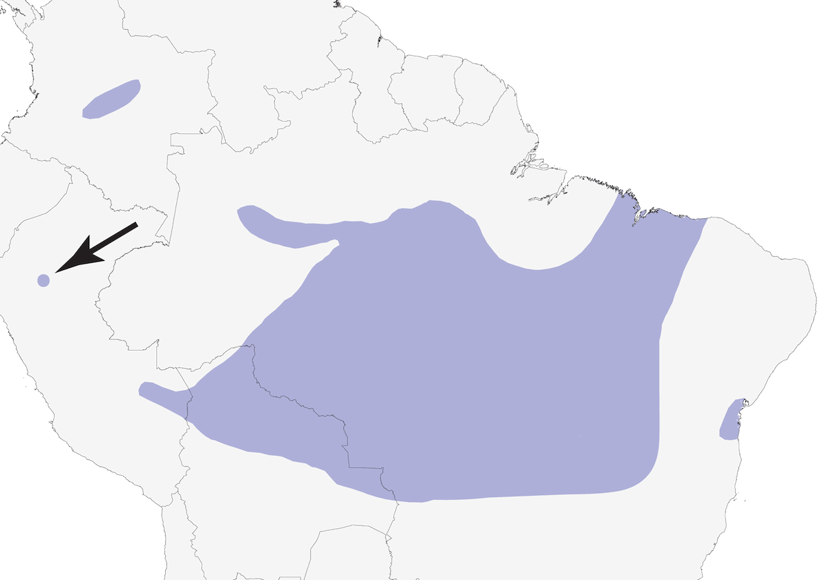 Tirannoide dal collo striato, Distribuzione 1