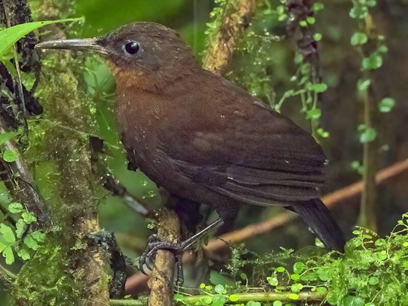 South American Leaftosser, 照片 3