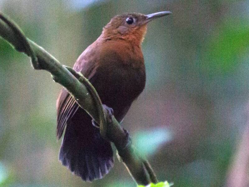 South American Leaftosser, 照片 4