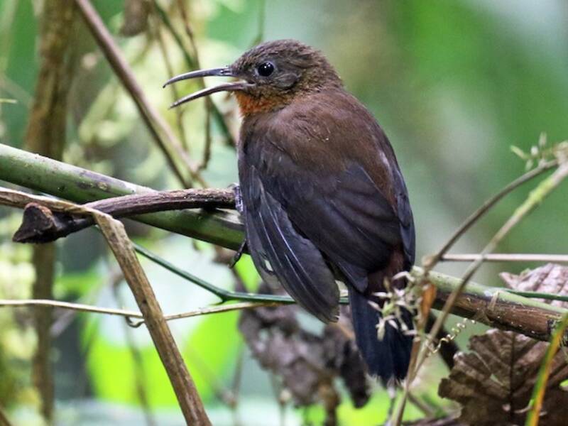 South American Leaftosser, 照片 2