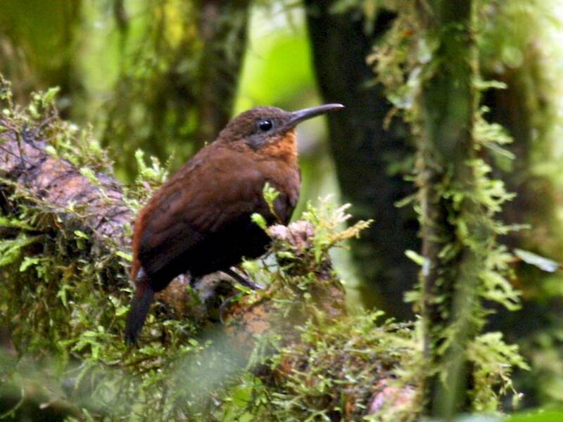 South American Leaftosser
