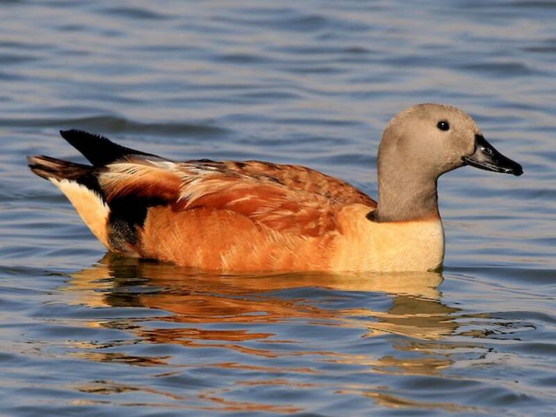 South African Shelduck, 照片 4