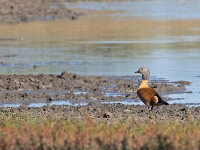 South African Shelduck, 照片 3