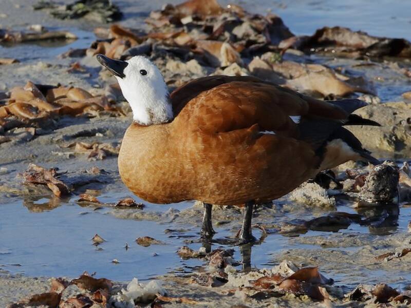 South African Shelduck, 照片 2