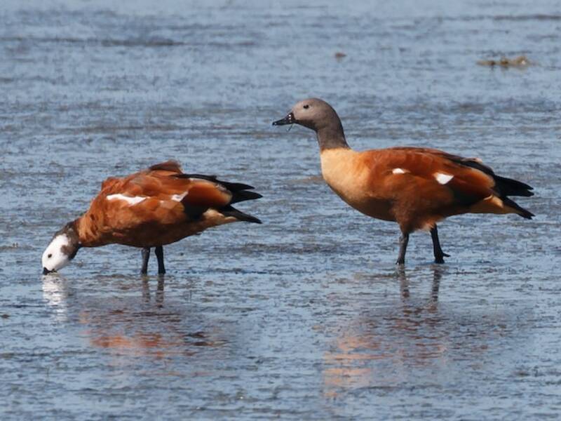 South African Shelduck