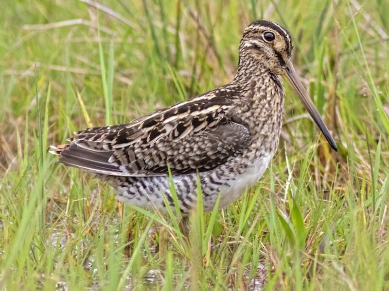 Pantanal Snipe, Photos 3