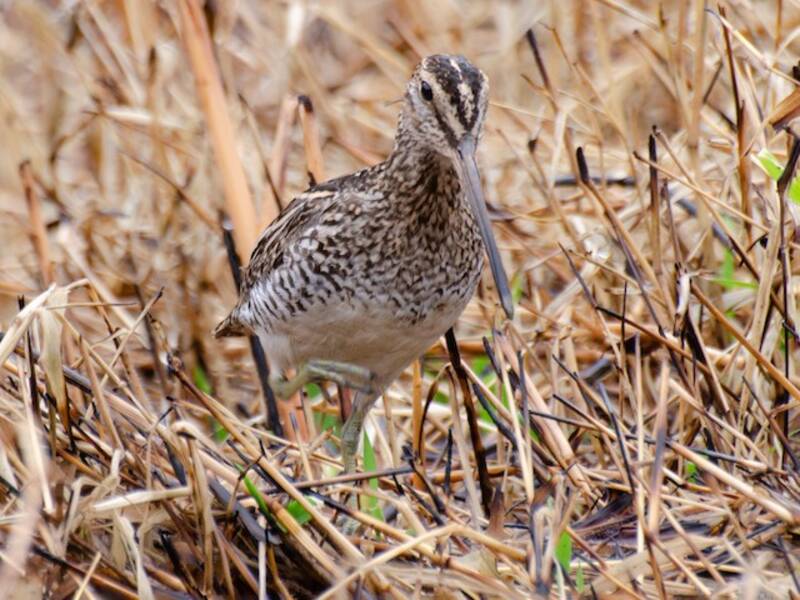 Pantanal Snipe, Photos 4
