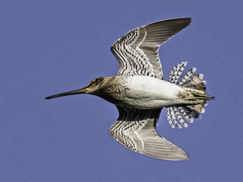 Pantanal Snipe, Photos 2
