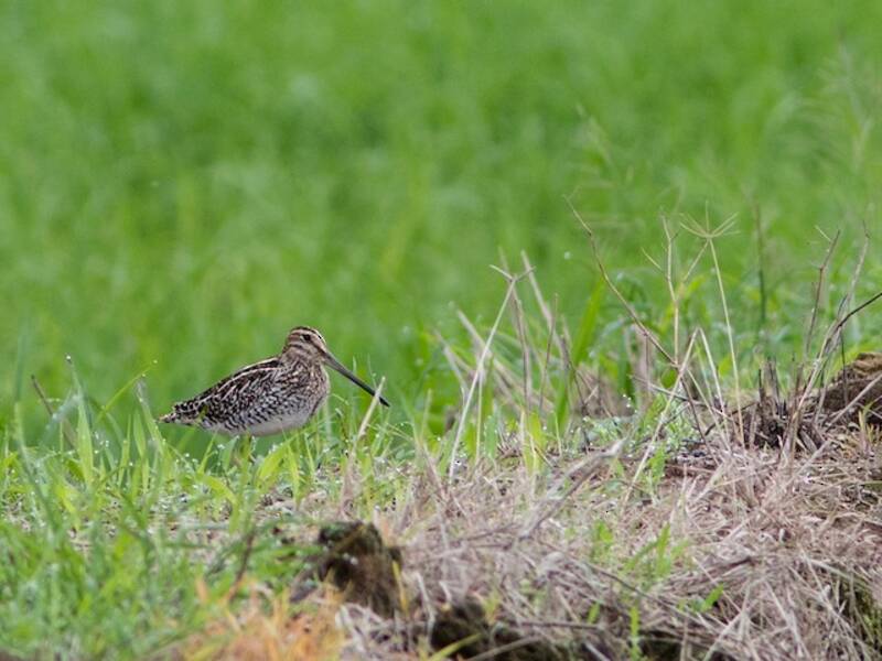 Pantanal Snipe