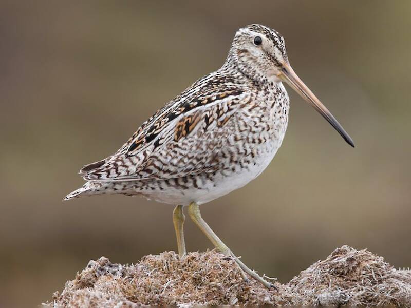 Magellanic Snipe