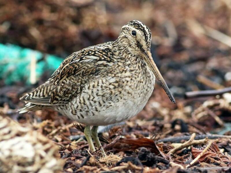 Magellanic Snipe, 照片 3