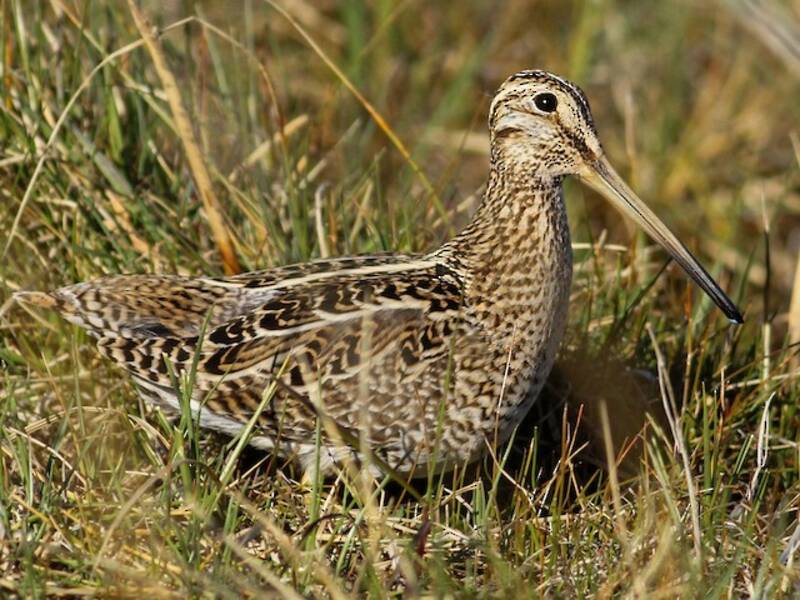 Magellanic Snipe, 照片 2