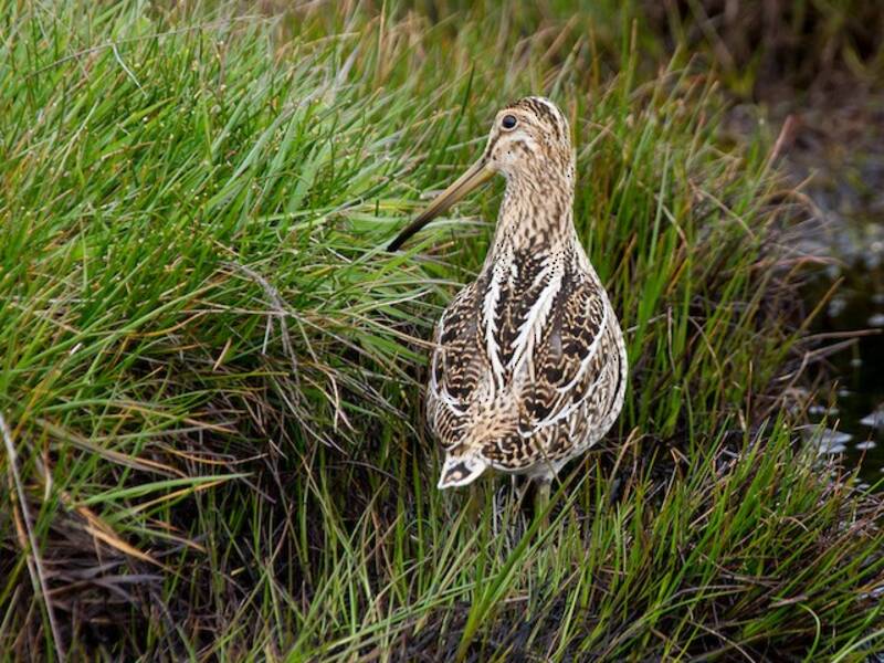 Magellanic Snipe, 照片 4