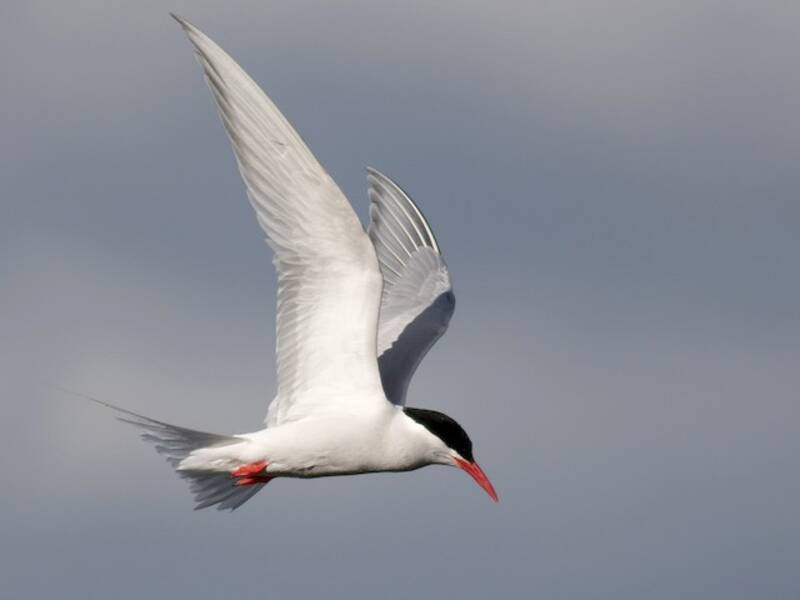 South American Tern, 照片 2