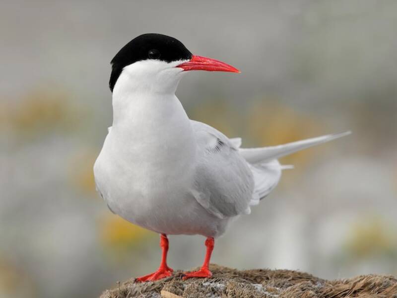 South American Tern, 照片 3