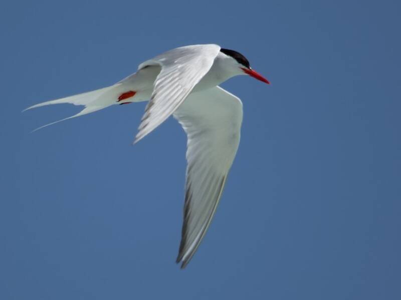 South American Tern, 照片 4