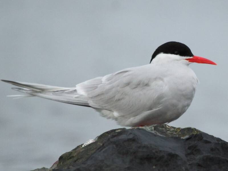 South American Tern